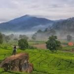Exploring the Verdant Beauty of Rancabali Tea Plantation